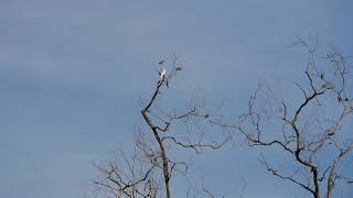 Birding _ 14nov2020 Singapore Wildlife 8.35am