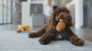 Health & Wellness Products | Chewy