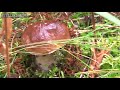 Поиск монет Грибокоп find coins search for mushrooms