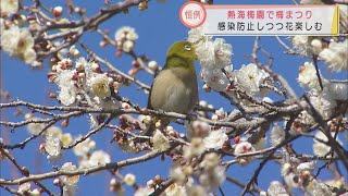 今が見ごろ　静岡・熱海梅園の梅まつり　色艶やか60品種が観光客を魅了