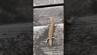 What species of lizard and what happened to its tail!🦎