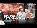 Tips Polinasi Astrophytum Bersama IPlant #kaktus #astrophytum