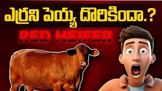 ఎర్రని పెయ్య దొరికిందా❓❓❓#telugubible #redheifer #TBDchannel #biblefacts