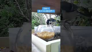 極上の松の実を食べに来たシジュウカラちゃん#シジュウカラ#極上の松の実#北海道野鳥LIVE#birdwatching#birdfeeder#野鳥観察#定点観測#北海道#hokkaido