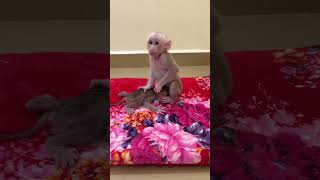 Lovely Baby Monkey Titas Very Cute In Home play full