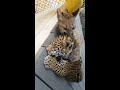 jaguar and cougar cubs good morning from meeka and mateo