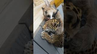 Jaguar and Cougar cubs: Good morning from Meeka and Mateo