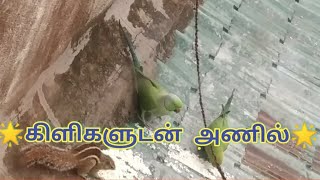 🌟கிளிகளுடன் அணில்🌟#கிளி#அணில்#animal#விலங்கு#food#உணவு#அரிசி#rice#squirrel#viral#video