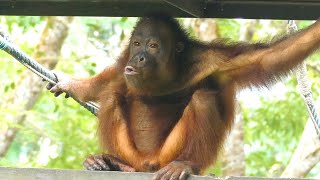 Young Orangutan talking about something / 子どもオランウータンのお話