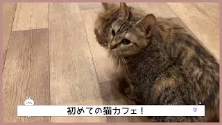 #猫カフェ #空陸家　高円寺店　初めての猫カフェを体験してきたよ！