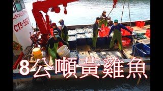 宜蘭梗枋北網定置漁場捕獲到8頓黃雞魚驚人巨量 2021