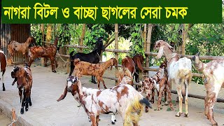 নাগরা বিটল ও বাচ্ছা ছাগলের সেরা চমক goat farm