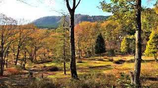 ２０２３年１１月１９日晩秋の但馬植物園を今年も楽しむ