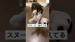 面白すぎる‼️スヌーピーを自慢する柴犬に飼い主爆笑　#柴犬　#犬　#おもしろ #犬のいる暮らし #癒し