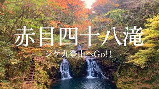 【関西登山】赤目四十八滝の紅葉ハイキングとライトアップ