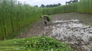 পাট বাংলাদেশের সোনালী আঁশ/Golden fiber jute of Bangladesh