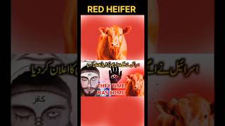 The red cow Israel || Red heifer update 2024 🔥 #redheifer