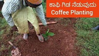 Coffee planting / planting | ಕಾಫಿ ಗಿಡ ನೆಡುವುದು