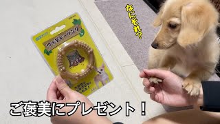 新しいおもちゃプレゼント！【ご褒美】