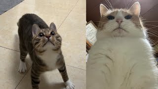 Funny Moments of Cats | Funny  Compilation - Fails Of The Week #19