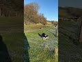 two amazing dogs herding sheep