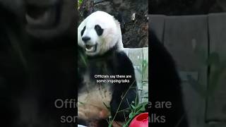 3 pandas at Smithsonian National Zoo soon returning to China #shorts