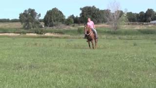 Taris Catalyst Grand-Daughter for sale.