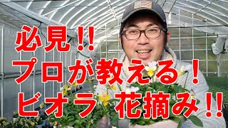 必見！ビオラの花がら摘みのやり方