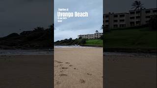 Suprise bird species witnessed on Uvongo Beach, Heavy Wind and Rain