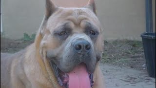 Cane corso’s 20 yrs ago. Old type and boxer influenced type