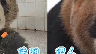 碧峰峡不是逼疯侠，一熊一山头不要太爽！大熊猫贝勒爷 大熊猫香香 大熊猫福宝