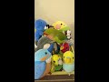 shorts【お気に入りの子がいるコザクラインコ】お友達にチュー♡するコザクラインコ♪kiss a friend who loves lovebirds.