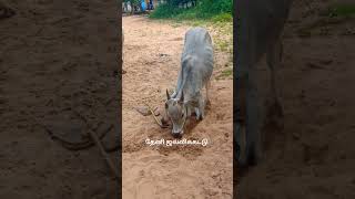 இளம் ரேக்ளா கன்று 🐂 நாட்டு ரேக்ளா ரேஸ் சொந்தங்களே #bullspower #cowgoat #cow #villagebulls #bull