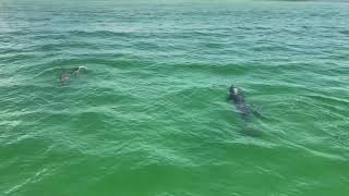 VIDEO: Dolphin cruise in Destin