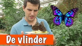 Giftige vlinder?! | DierenpraatTV