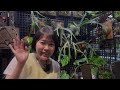 植作女的板橋鹿角蕨小旅行，旭舊cafe’ 及 未plants u0026 goods植物店 開箱vlog