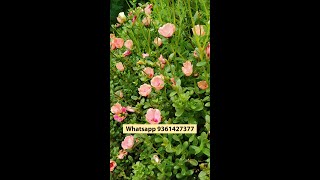 Purslane 50 Colors - Moss Rose - Portulaca - Table Rose - Pathumani Available - Whatsapp 9361427377