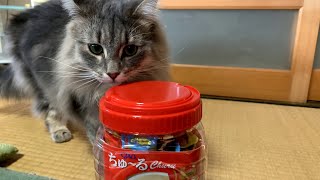 金沢弁をしゃべる猫がちゅ～るあたった日！