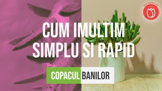 ✔️ Cum imultim simplu si rapid Copacul banilor, 🔴 Crassula, arborele de jad. (6 pași) 🌿