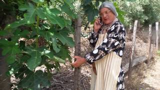 NONNA CATA E LA RETE TELEFONICA