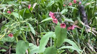 Examining the Plant Pulmonaria Officinalis