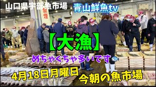 【大漁🇯🇵】【めちゃくちゃ多いです🐟】今朝の魚市場4月18日月曜日の水揚げ状況！