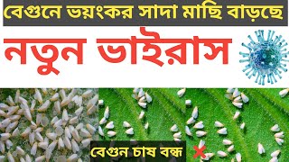 বেগুনের সাদা মাছি দমন#বেগুনের সাদা মাছি দমন করার একমাত্র উপায়#Brinjal white fly control