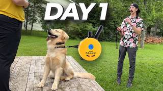 Beginner E-Collar Training Made EASY!
