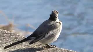 【鴨川の野鳥】ハクセキレイ、キセキレイ、セグロセキレイ