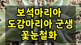 도감마리아군생.꽃눈철화.보석마리아.03.22