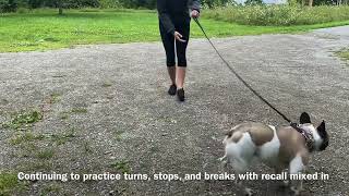 Prong collar intro with biting/reactive French Bulldog - Balanced Dog Training