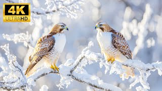 Snowy Winter Wonderland 4K HDR | Animals winter 4K With Calm & Peaceful Music #winter #animals