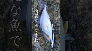 4/6予約開始です！！ラッシュダイブ140のオリジナルカラー　#釣り #ロックショア #ショアジギング #fishing #fish #海釣り #palms #ラッシュダイブ #オリジナルカラー