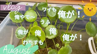 【めだか】ソーラーポンプ購入/ついにあのお花が？/さよならヒメタンズ他